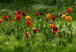 Floral-0001.jpg
