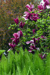 Floral-0033.jpg