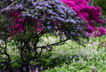 Floral-0034.jpg