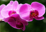 Floral-0036.jpg