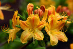 Floral-0049.jpg