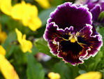 Floral040002.jpg