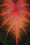 Floral040010.jpg