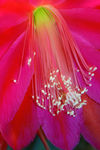 Floral040015.jpg