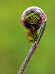 Floral040033.jpg