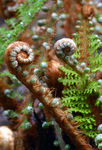 Floral040034.jpg