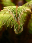 Floral040035.jpg