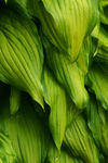 Floral040037.jpg