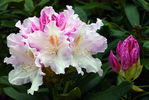 Floral040038.jpg