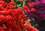 Floral040041a.jpg
