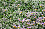 Floral040042.jpg