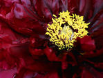 Floral05-0023.jpg