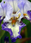 Floral06-0034a.jpg