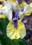 Floral06-0037a.jpg