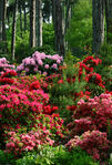 Floral1-0001.jpg