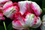Floral1-0061.jpg