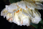 Floral1-0065.jpg