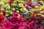Floral2-0039.jpg