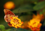 Floral20-0001.jpg