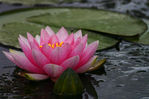 Floral20-0056.jpg