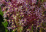 Floral21-0008.jpg