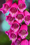 Floral21-0041.jpg