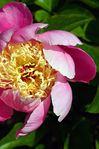 Floral21-0046.jpg