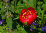 Floral21-0047.jpg