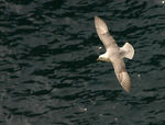 Fulmar-17.jpg