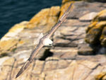 Fulmar_01.jpg