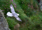 Fulmar_02.jpg