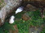 Fulmars_01.jpg
