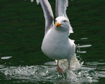 Goeland_04.jpg