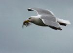 Goeland_argenté_02.jpg