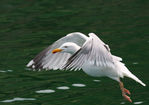 Goeland_argenté_03.jpg