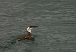 Guillemot.jpg