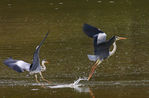 Heron-38.jpg