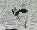 Heron-50.jpg