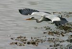 Filename=Heron-62.jpg
Filesize=90KB
Dimensions=600x405
Date added=Apr 14, 2007 Heron-62.jpg