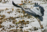 Filename=Heron-65.jpg
Filesize=143KB
Dimensions=600x413
Date added=Apr 14, 2007 Heron-65.jpg