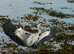 Filename=Heron-69.jpg
Filesize=129KB
Dimensions=600x440
Date added=Apr 14, 2007 Heron-69.jpg