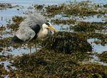 Filename=Heron-72.jpg
Filesize=166KB
Dimensions=600x441
Date added=Apr 14, 2007 Heron-72.jpg