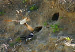 Hirondelles-41.jpg