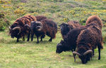 IMG_0117-1.jpg