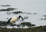 Ibis-05.jpg