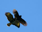 Filename=Intimidation_02.jpg
Filesize=52KB
Dimensions=700x534
Date added=Aug 23, 2008 Intimidation_02.jpg