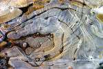 Janvier06-0041.jpg