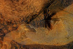 Janvier06-0051.jpg