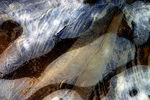 Janvier06-0056.jpg