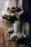 Janvier07-0012.jpg